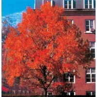 北美红栎价格 最新红栎价格