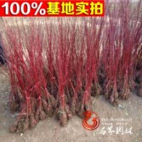 绿化小苗 红马球 红瑞木 规格齐