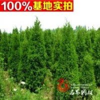 全国供应 西安桧 园林绿化