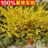 金钟花 黄金条 园林景观植物