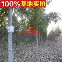 供应绿化苗木 北美枫香 北美枫香