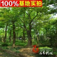 绿化乔木 黄连木 实生嫁接黄连木