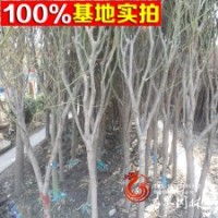 批发工程绿化苗 青枫 盆栽庭院