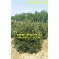 出售苗木白皮松,玉兰,樱花