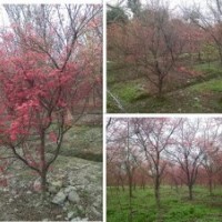 成都精品红枫，红枫基地