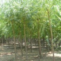 速生柳、垂柳、黄柳、千头椿、金叶榆、黄金槐、合欢、泡桐