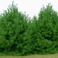 常年供应华山松，白皮松，油松