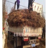 皂角树苗那家强 老郭皂角15838842261