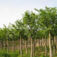 朴树价格朴树苗木价格朴树产地批发