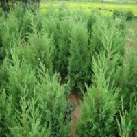 塔柏、扶芳藤、花柏球、沙地柏、红梅、绿梅