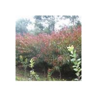 垂柳 国槐 火炬 白蜡