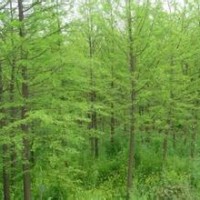 胸径15公分10公分8公分水杉报价