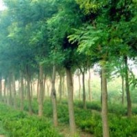 河北苗木河北法桐法桐绿化苗木法桐价格法桐报价法桐规格国槐栾树