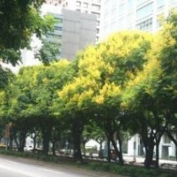 大量供应益阳直径22公分栾树，20公分全冠栾树，欢迎询价