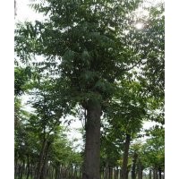 供应大规格栾树，大直径移栽骨架栾树