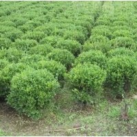 供应:冬青球，黄杨球，大叶黄杨球，金叶女贞球