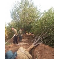 八棱海棠观赏价值