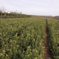 供应烟台招远冬青苗冬青球扦插小苗（大叶黄杨）