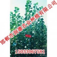 河北107杨【邯郸润德农业】107杨价格