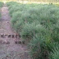 10-20公分营养杯白皮松小苗大量出售