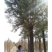 柳树 速生柳 馒头柳