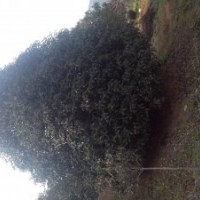 低价出售10公分至18公分桂花.海棠.红叶李.早晚樱花.鸡爪柒.红枫.