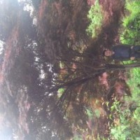 出售红枫18公分至20公分