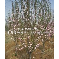 龙柱碧桃价格桃枫园林批发地最佳树种出售