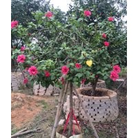 扶桑1米分枝，5-6分袋苗