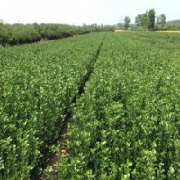 供应冬青球苗，北海道黄杨，大叶黄杨，木槿