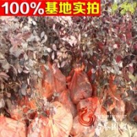 直销 红花继木 袋苗 红继木苗