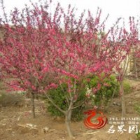 红叶桃观赏绿化苗供应 量大优惠
