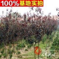 美人梅树苗 量大优惠 根系好