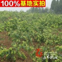 供应-金银木-落叶灌木-低价出售