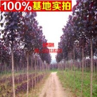供应各品种规格【红叶杨】 中华红叶杨