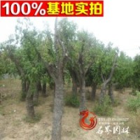 枣树苗圃提供大量 古装枣树