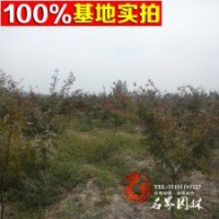 红枫基地常年供应【日本红枫】