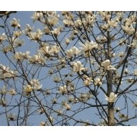 雪松广玉兰白玉兰红叶石楠蜀桧