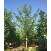 银杏树价格--特低价处理
