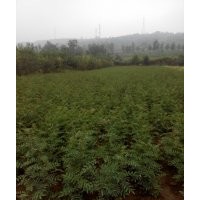 花椒苗供应大量