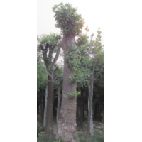 供应国槐，黄金槐，白蜡，法桐，皂角