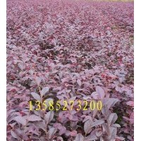 红花继木价格报价/江苏产地红花继木价格报价