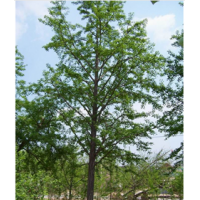 大量供应成都银杏（8公分至35公分）