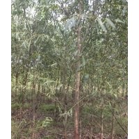 西北柳树培育基地