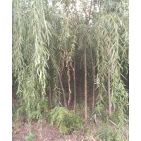 供应垂柳