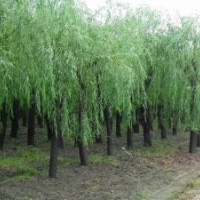 河北凯达苗木基地常年低价供应河北垂柳河北速生柳河北香花槐