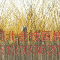 凯达苗木供应河北垂柳 河北臭椿 河北金叶榆
