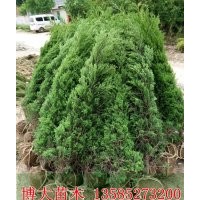 基地低价直销1米蜀桧价格，1.5米蜀桧价格，2米蜀桧价格