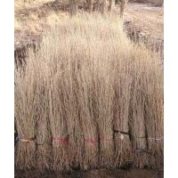 甘肃沙枣苗批发|供应|价格