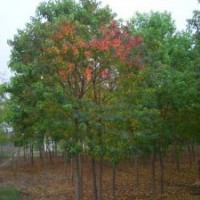 江苏乌桕价格是多少